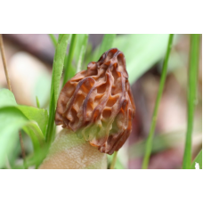 Мицелий Сморчка полусвободного (Mitrophora semilibera)